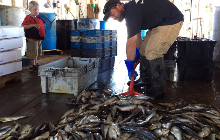 Eighth-generation Islesford lobsterman Nick Hadlock shovels herring as son Elliott looks on. The island will lose its abysmal internet services this year – to be replaced by a high-tech system islanders voted to back with a $1.2 million bond.