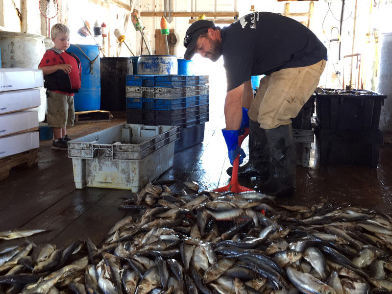 Eighth-generation Islesford lobsterman Nick Hadlock shovels herring as son Elliott looks on. The island will lose its abysmal internet services this year – to be replaced by a high-tech system islanders voted to back with a $1.2 million bond.