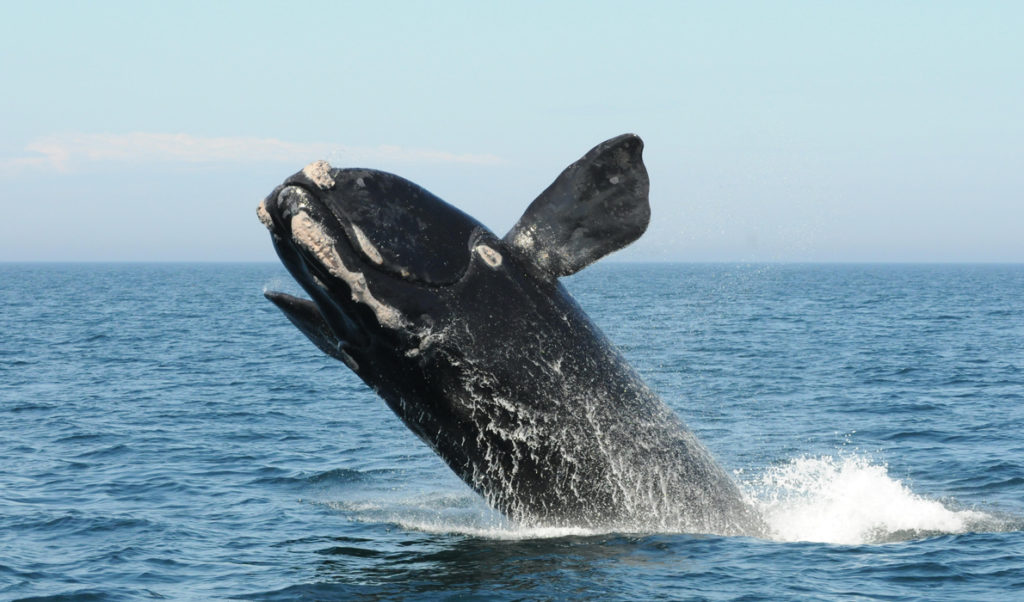 A North Atlantic right whale breaches in the Bay of Fundy.