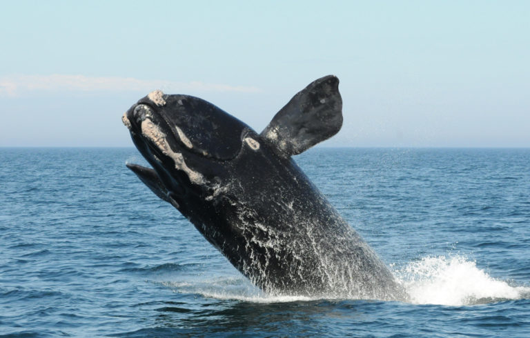 A North Atlantic right whale breaches in the Bay of Fundy.
