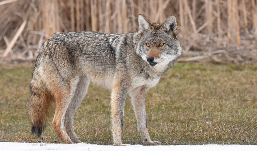 Eastern coyote