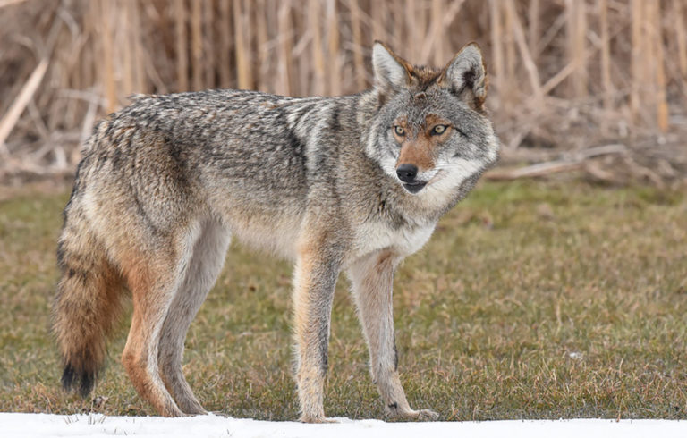 Eastern coyote