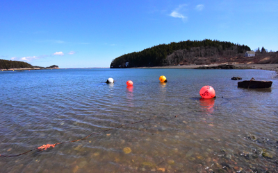 Bucks Harbor shore.