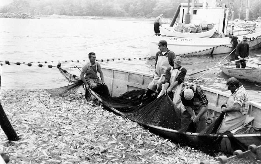 This image from the National Fisherman photo collection at the Penobscot Marine Museum in Searsport shows men harvesting herring