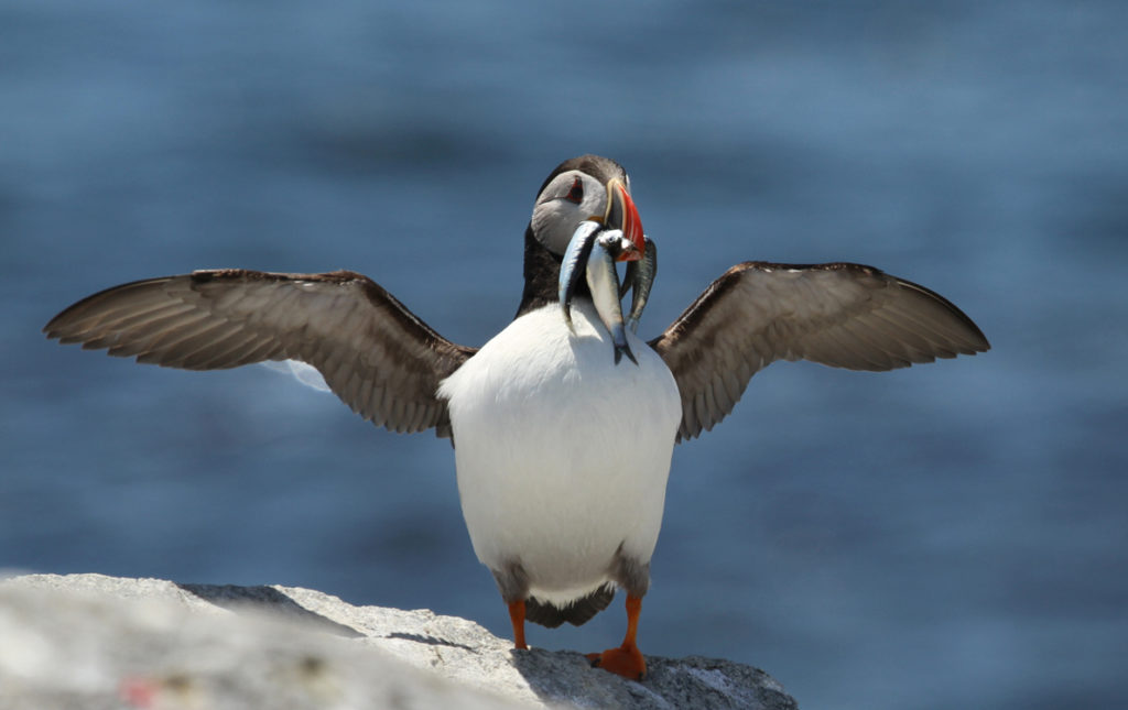 A puffin with a mouth full of fish.