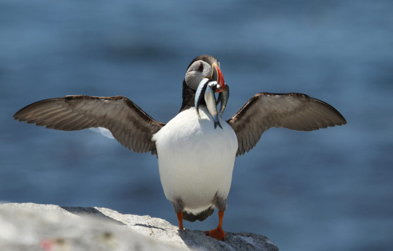 A puffin with a mouth full of fish.