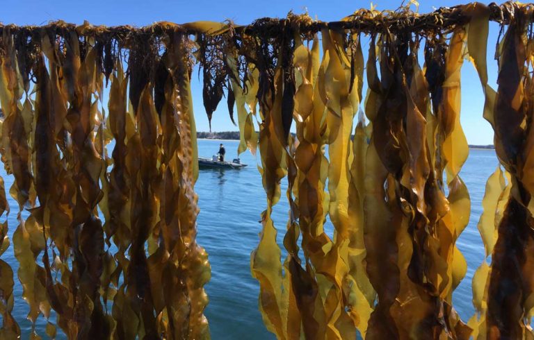 Kelp hangs from lines.