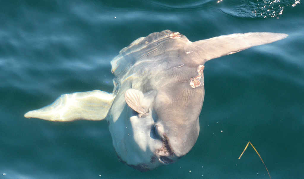 Mola mola