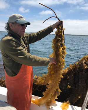  Tollef Olson harvests kelp. 