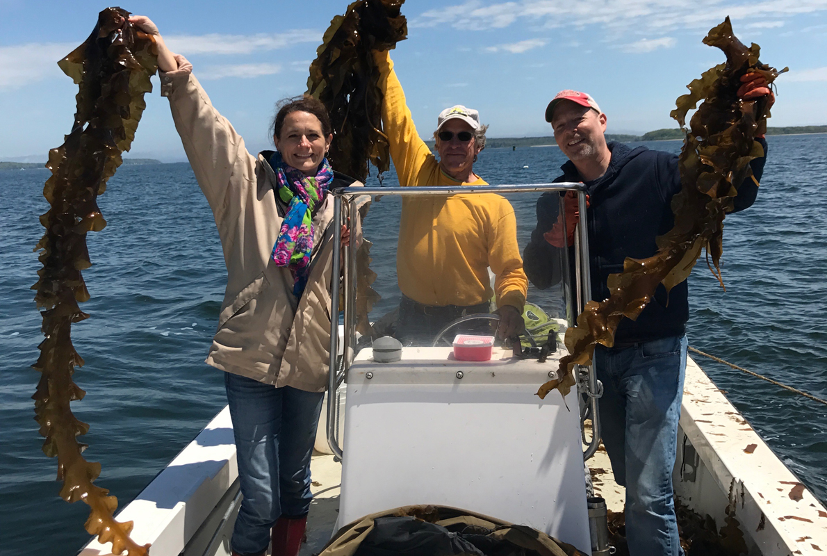 Taking kelp from good idea to foodie favorite Island Institute
