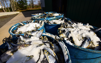 Herring on ice.