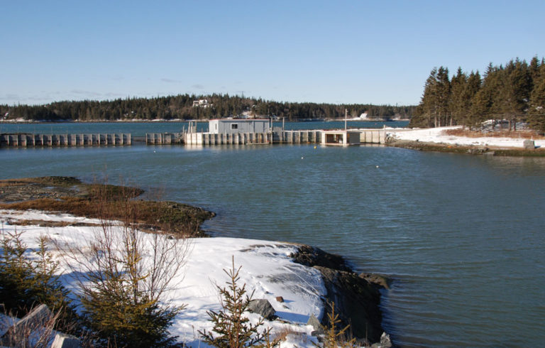 The Marsh Cove Lobster Pound.