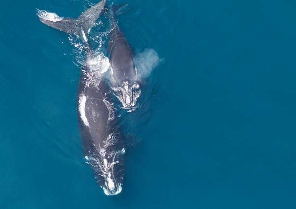 A female right whale and its calf.