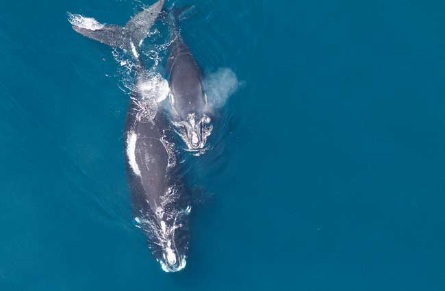 A female right whale and its calf.