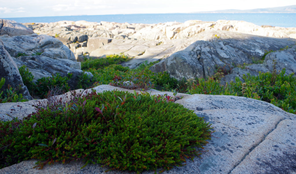 Black crowberry on the Schoodic Peninsula.