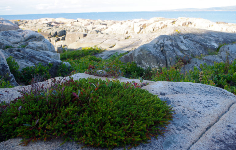 Black crowberry on the Schoodic Peninsula.