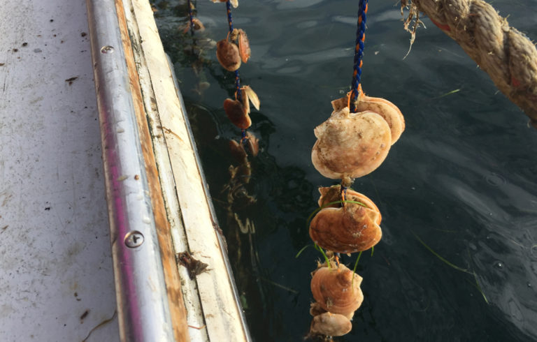 Scallops being grown on ropes.
