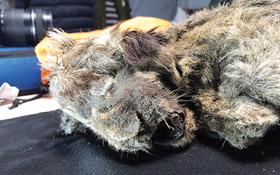 Schoolgirl finds the world's oldest lemming preserved in permafrost and dating back 41,000 years