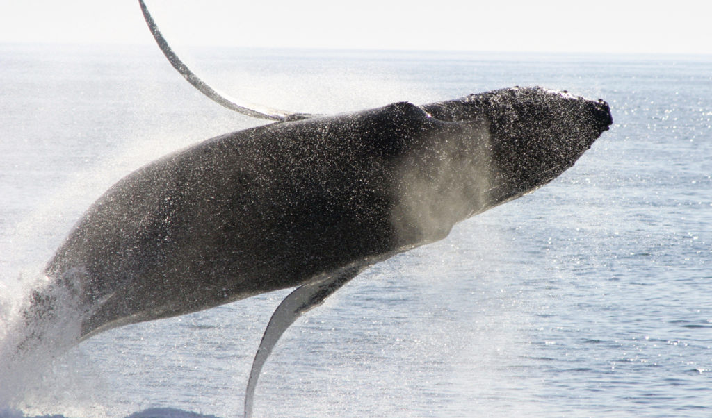 A humpback puts on a show.