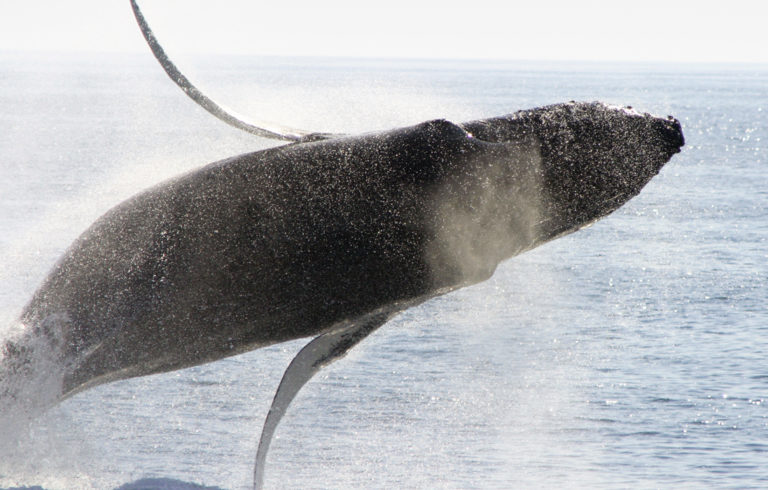 A humpback puts on a show.