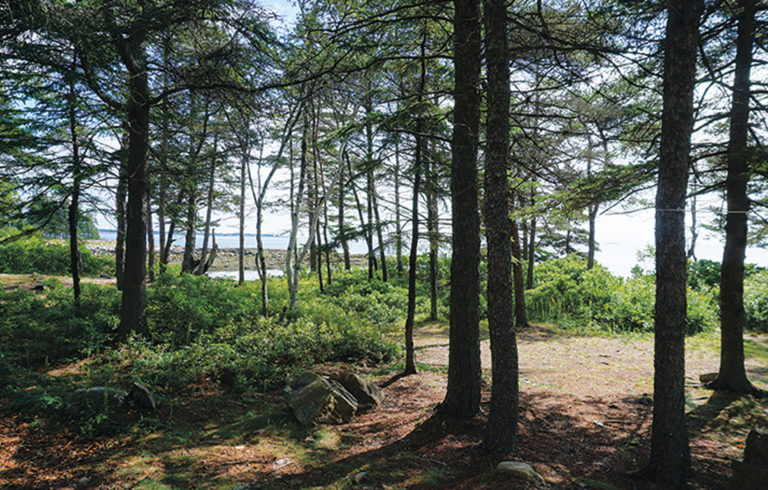 A camp site at Ocean Wood Campground.