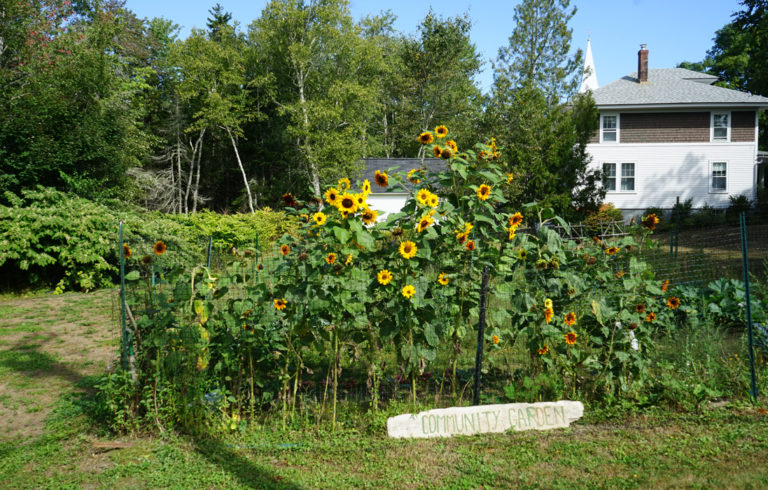 Islesboro community garden.