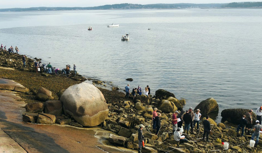 Students look for green crabs.