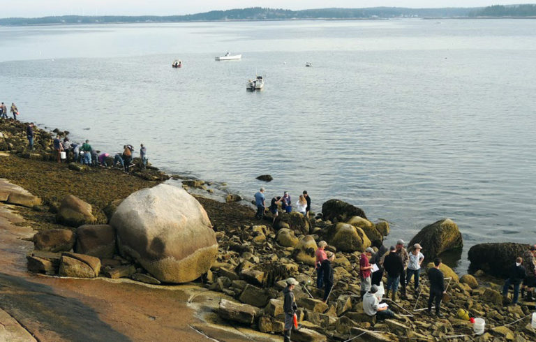 Students look for green crabs.