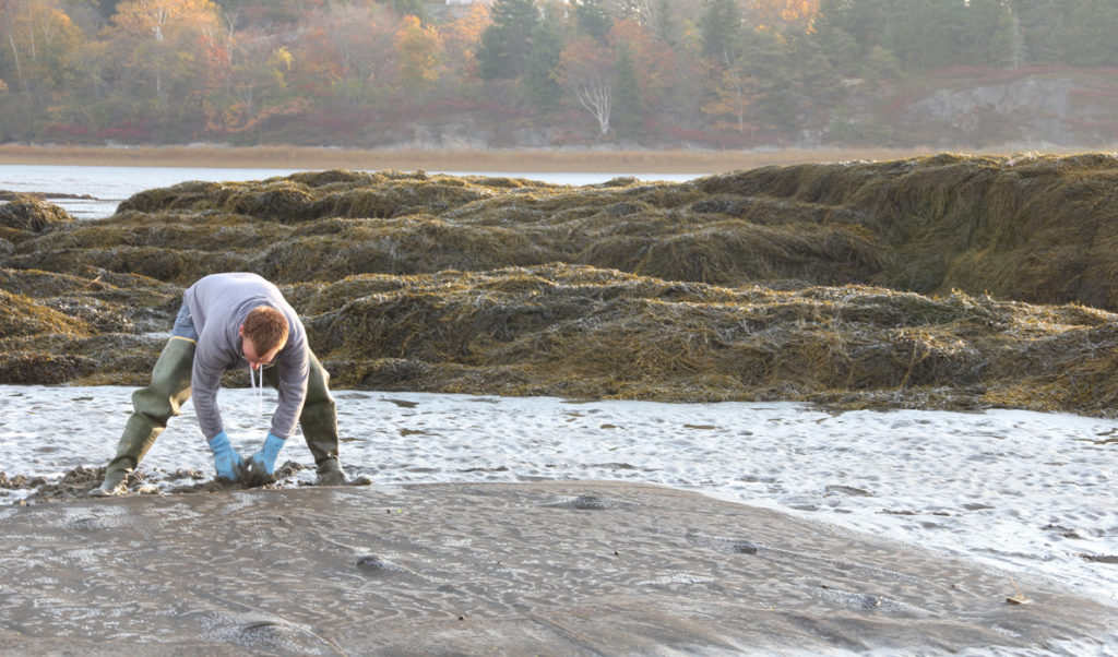 Chris Warner inspects the restoration design or Manomet's pioneer soft-shell clam farming experiment.