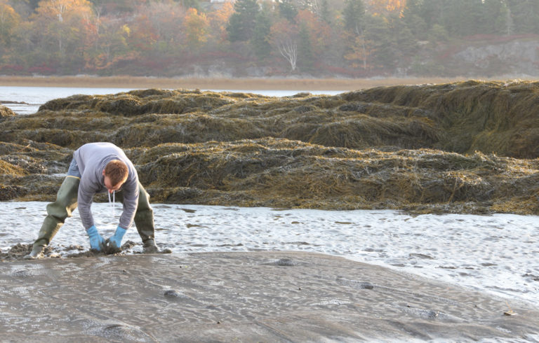 Chris Warner inspects the restoration design or Manomet's pioneer soft-shell clam farming experiment.