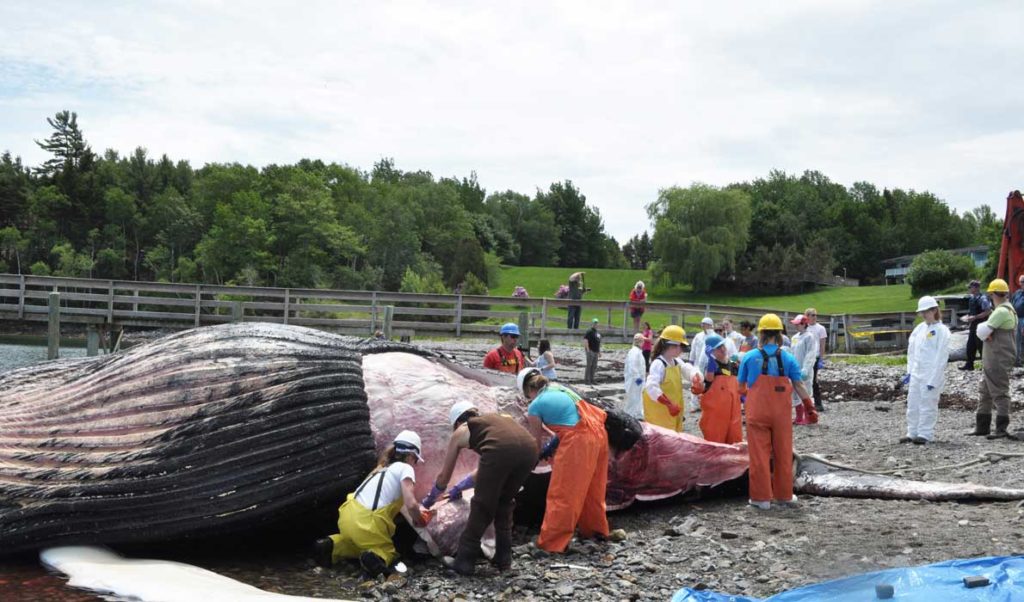 A necropsy is performed on the whale that washed up dead on Mount Desert Island in early June.