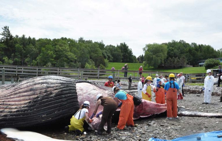 A necropsy is performed on the whale that washed up dead on Mount Desert Island in early June.