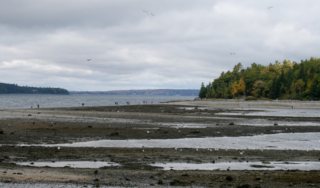 Bar Island in Bar Harbor at low tide.