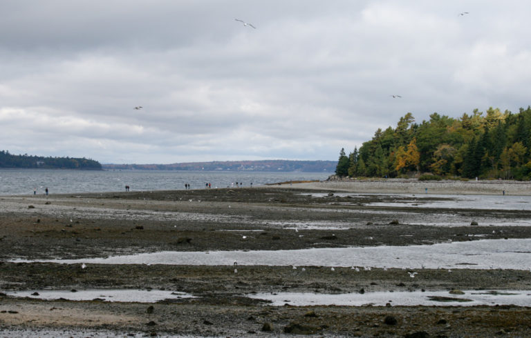 Bar Island in Bar Harbor at low tide.