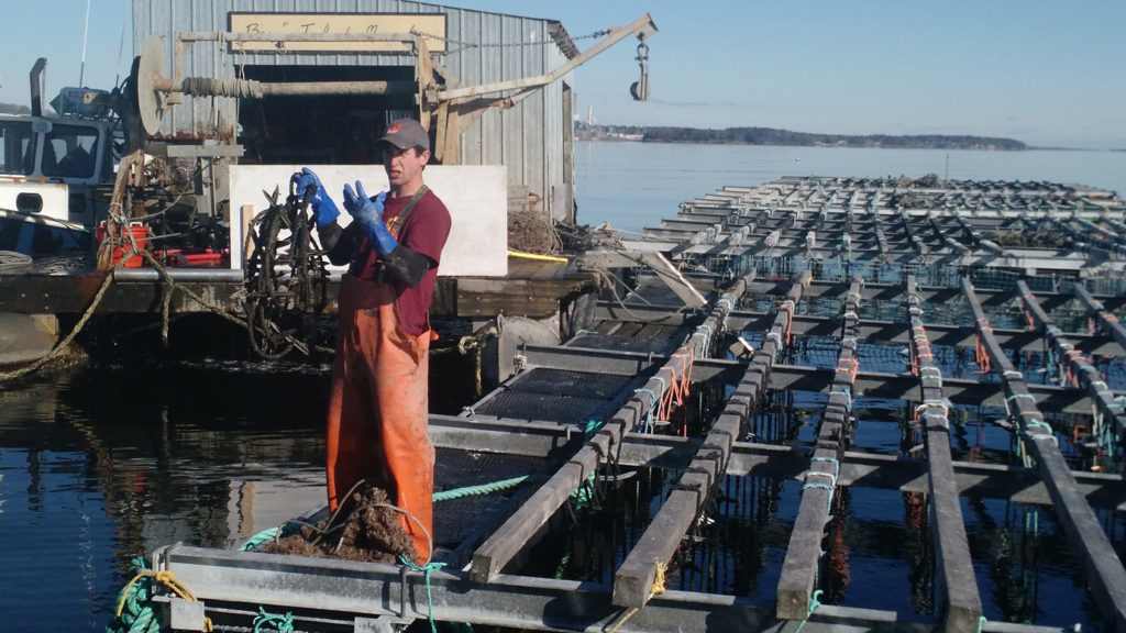 Bangs Island Mussels rafts