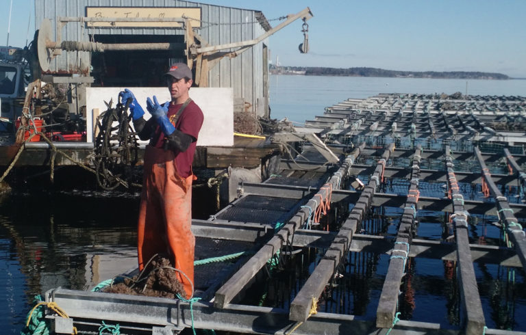 Bangs Island Mussels rafts