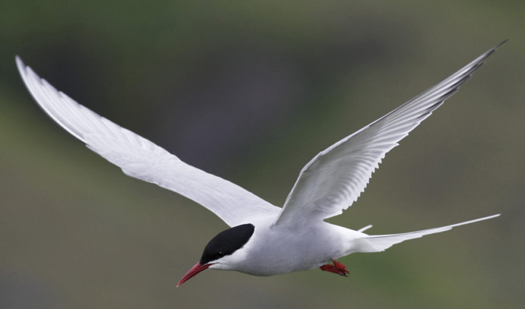 The Arctic tern