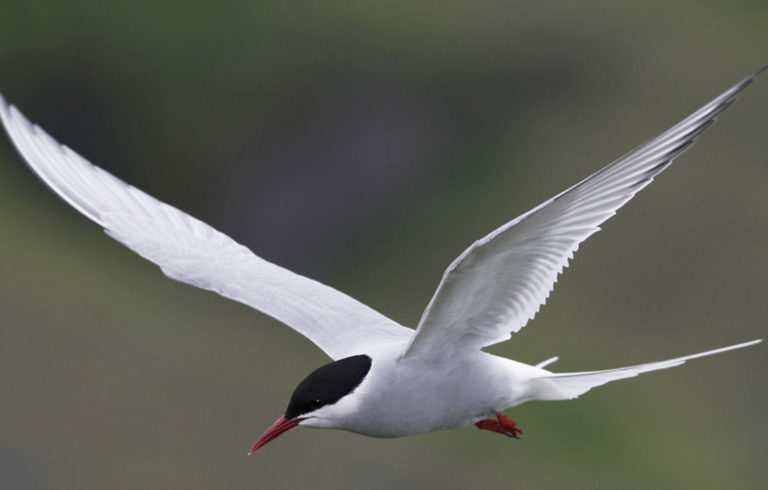 The Arctic tern