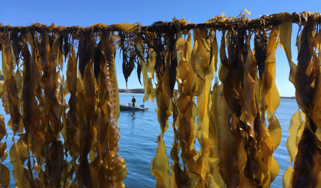 Ocean Approved's kelp lease site off Chebeague Island.