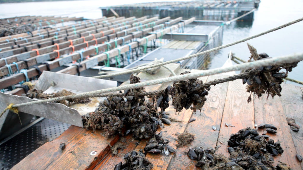 Harvest at Bangs Island Mussels in Summer 2015