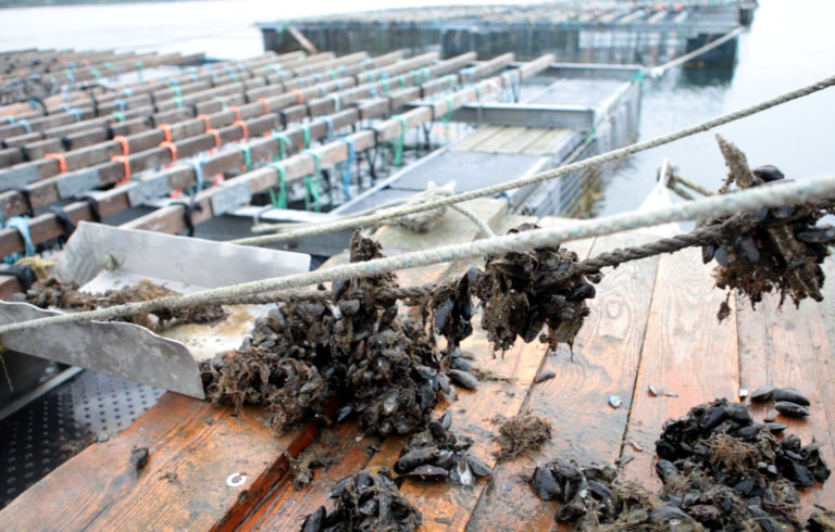 Harvest at Bangs Island Mussels in Summer 2015