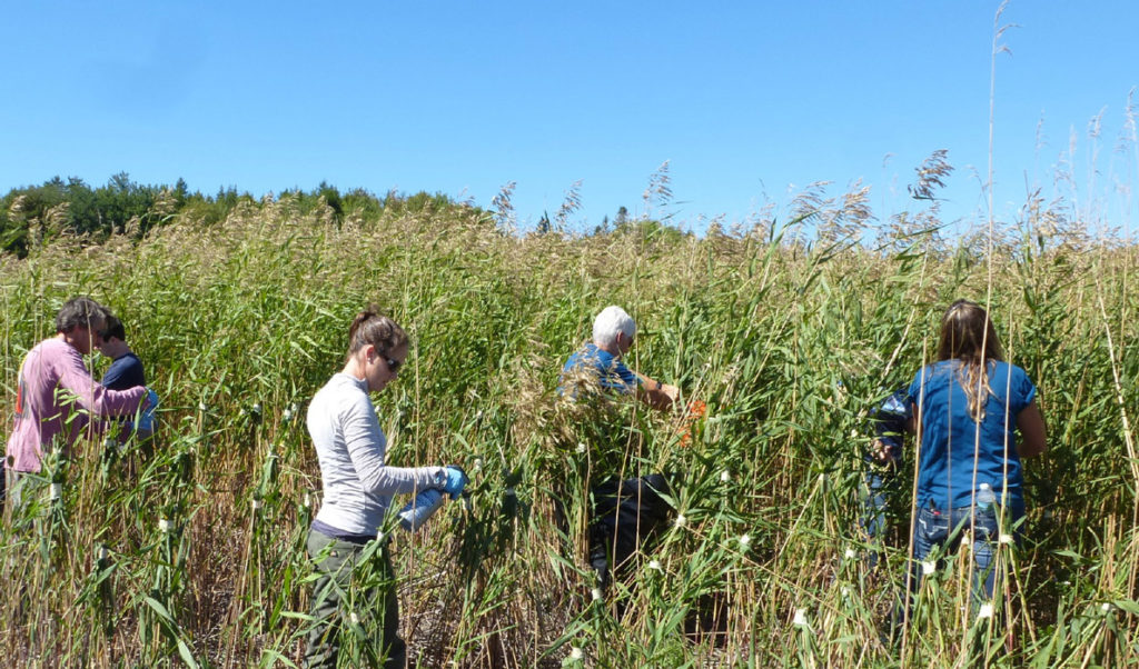 Volunteers work at removing phragmites.