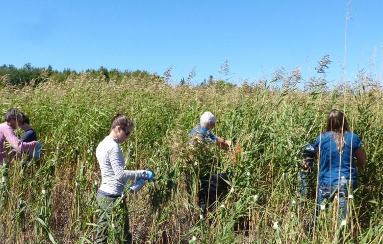 Volunteers work at removing phragmites.