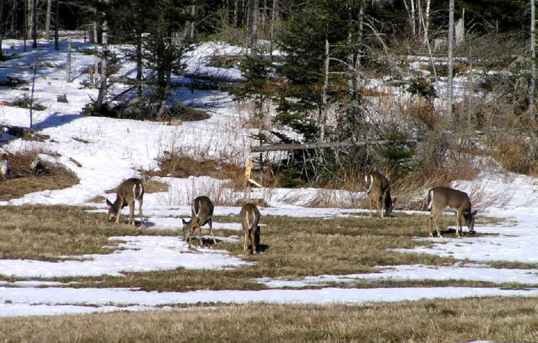 Deer in late winter.