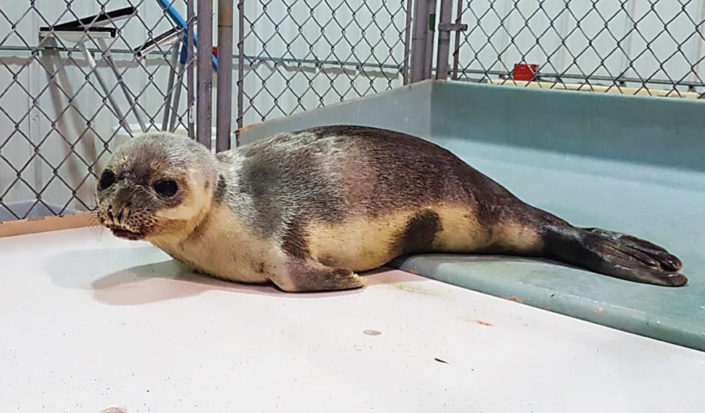 A juvenile hooded seal