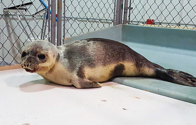 A juvenile hooded seal