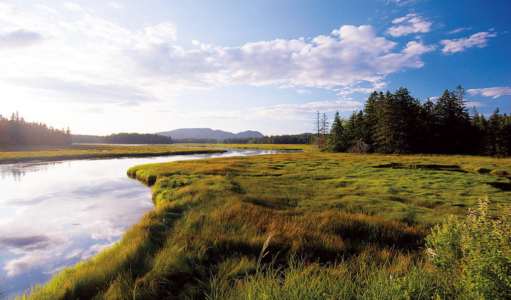 A saltwater marsh like this one help absorb storm surge and provide wildlife habitat.