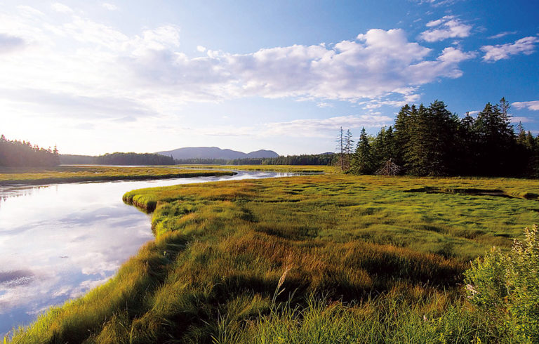 A saltwater marsh like this one help absorb storm surge and provide wildlife habitat.