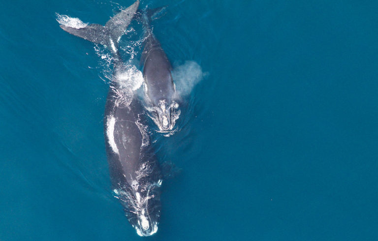 A right whale and her calf.