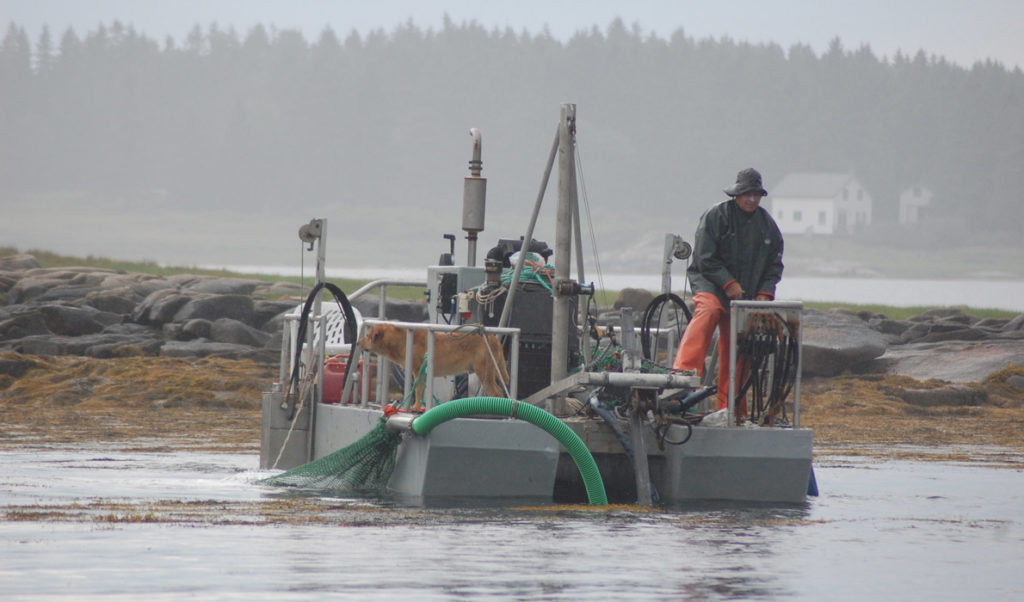 Tenants Harbor lobsterman Hale Miller harvests seaweed in Muscle Ridge Channel in Penobscot Bay.